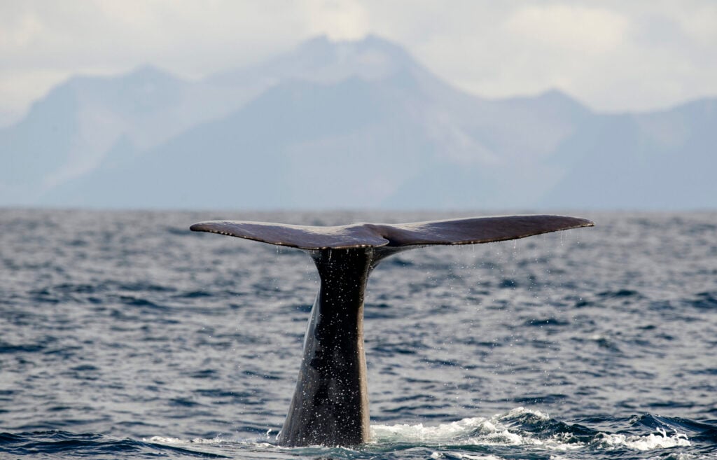 Humpback whale fin breaking the surface during Tromsø whale watching safari