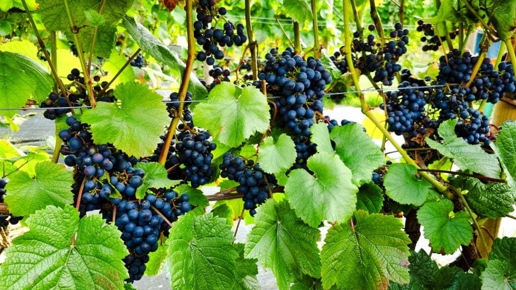 Nærbilde av modne rødvinsdruer på vinstokker på Hebnes Vingard, en del av fjordcruise med vinsmaking fra Stavanger.