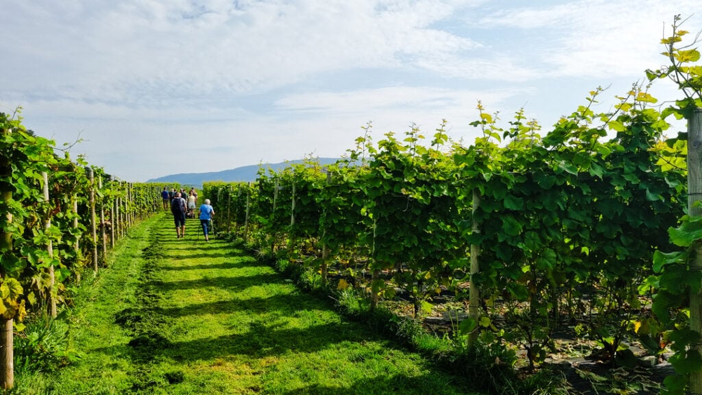 En gruppe gjester går gjennom vinrankene på Hebnes Vingard på vei til vinsmaking under fjordcruise fra Stavanger.