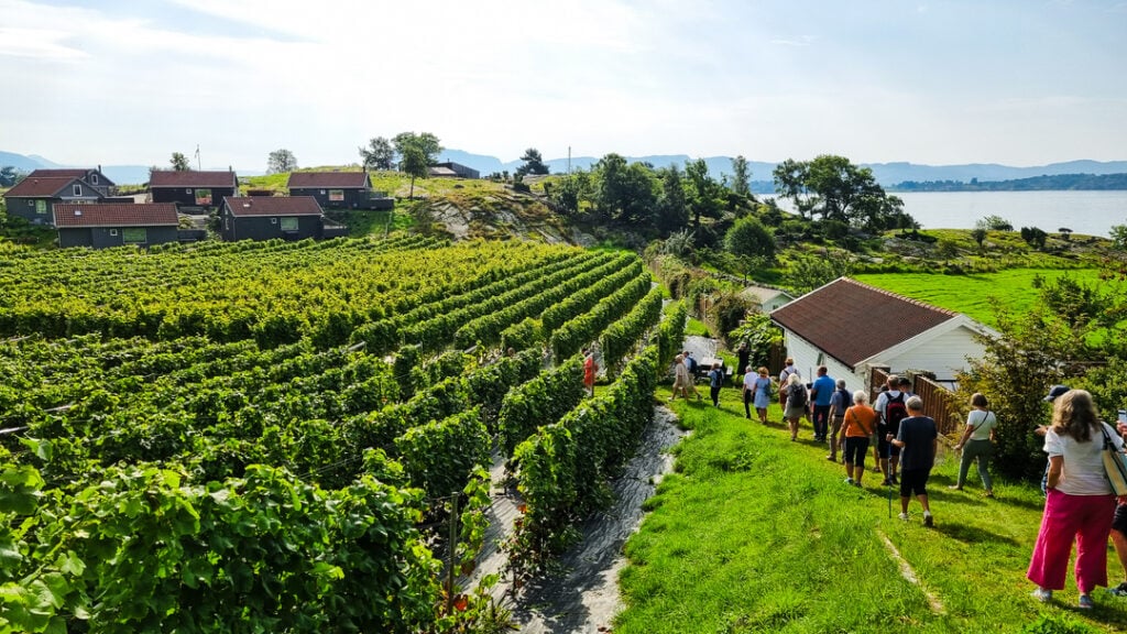 Oversikt over vinrankene på Hebnes Vingard med gjester som beveger seg gjennom markene på vei til vinsmaking under fjordcruise fra Stavanger.