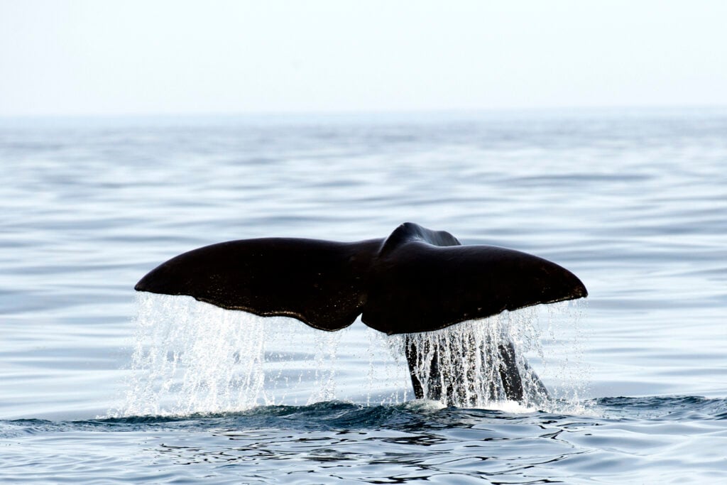 Humpback whale tail with water streaming off in Tromsø fjord during whale watching cruise