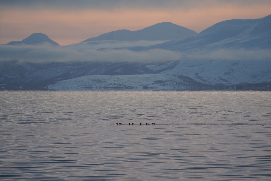 Sjøfugl langs kysten av Tromsø – oppdag det arktiske dyrelivet på en fjordtur i Nord-Norge.