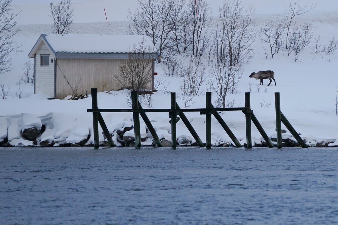 Reinsdyr langs kysten av Tromsø – oppdag det arktiske dyrelivet på en fjordtur i Nord-Norge.