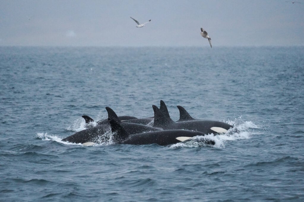 Spekkhoggere som bryter vannflaten i Tromsøfjorden under hvalsafari.