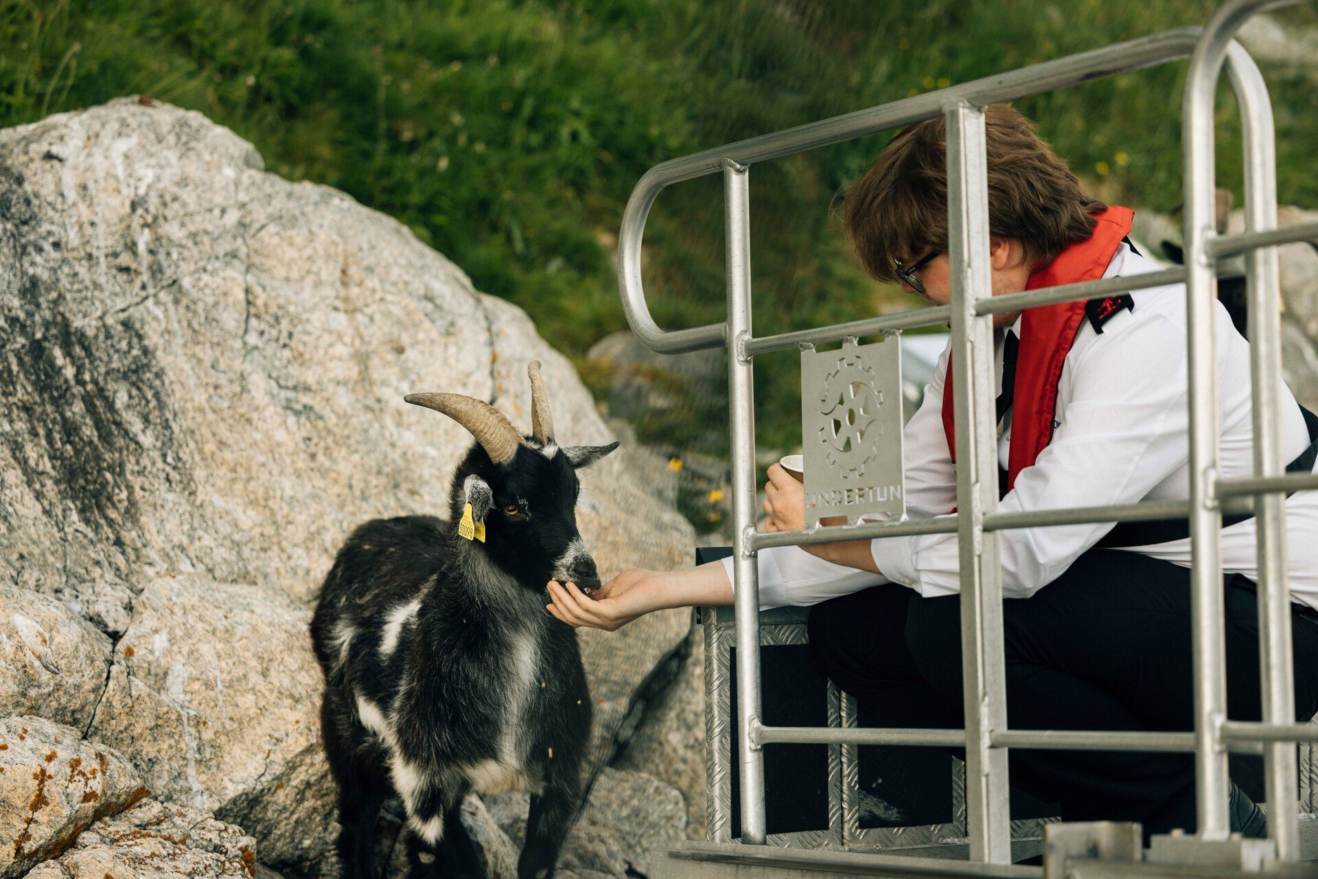 Feeding the goats in Lysefjorden