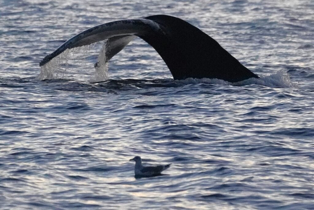 Humpback whale diving with tail visible and seagull resting on Tromsø fjord waters during Arctic whale watching cruise.