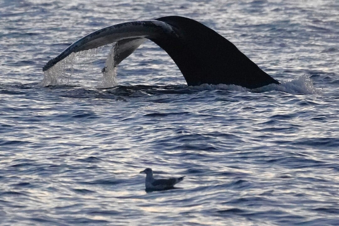 The fin of a big humpback diving back into the waters of Tromsø