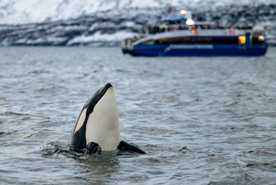A curious Orca in the fjords of Tromsø spyhopping, saying hello to gueste onboard our whale watching safari from Tromsø to Skjervøy