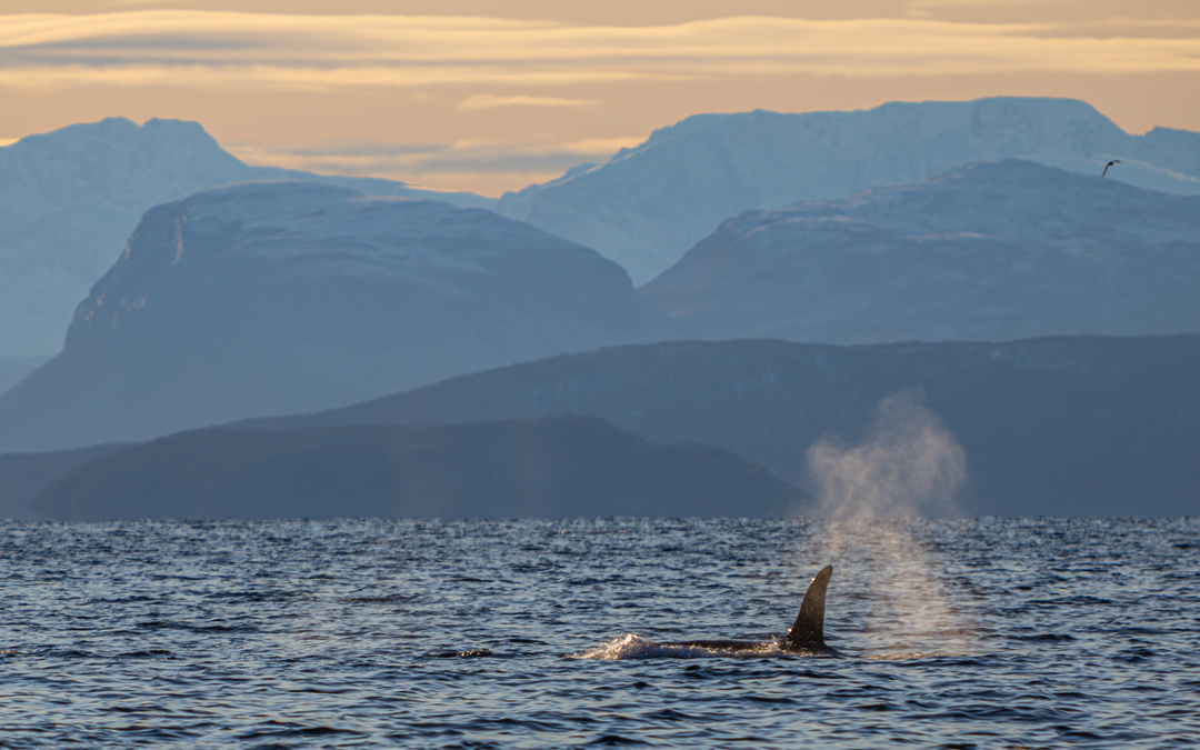 Whale spoitting outside Tromsø at winter