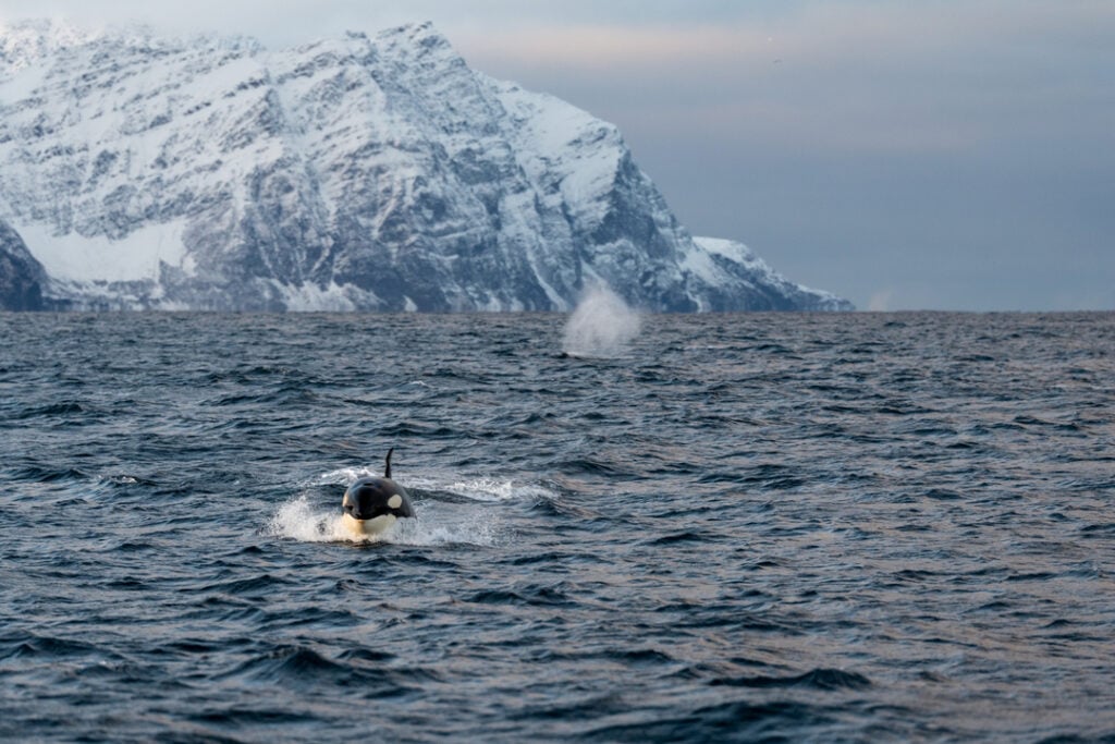 An Orca in its feeding grounds close to Skjervøy in Tromsø with snowcoverd mountains in the background. The magical Artic landscapes of Norway.