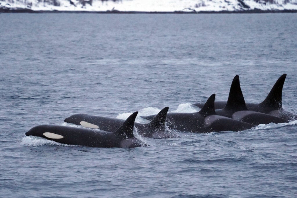 A group of Orcas breaching the waters syncronised. One of the things you might experience on our Whale watching cruise from Tromsø to Skjervøy.