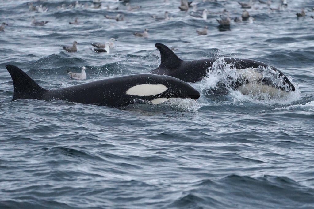 Orcas playing in the waters outside Skjervøy in Tromsø. Orcas are often spotted at our whale watching cruises from Tromsø