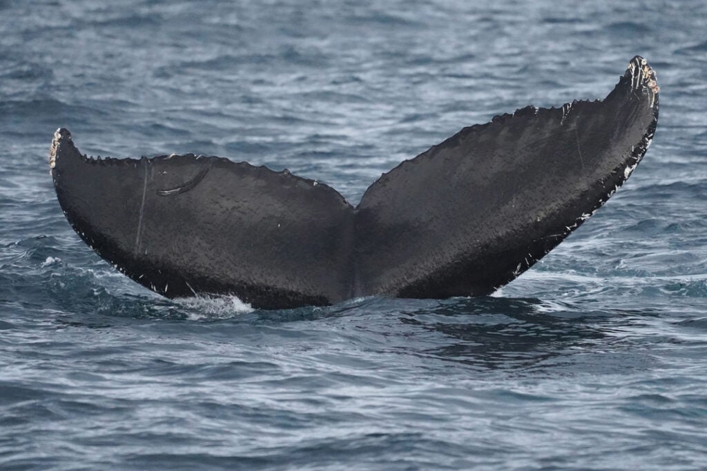 Close-up of a humpback whale tail above Arctic fjord waters during whale safari in Tromsø