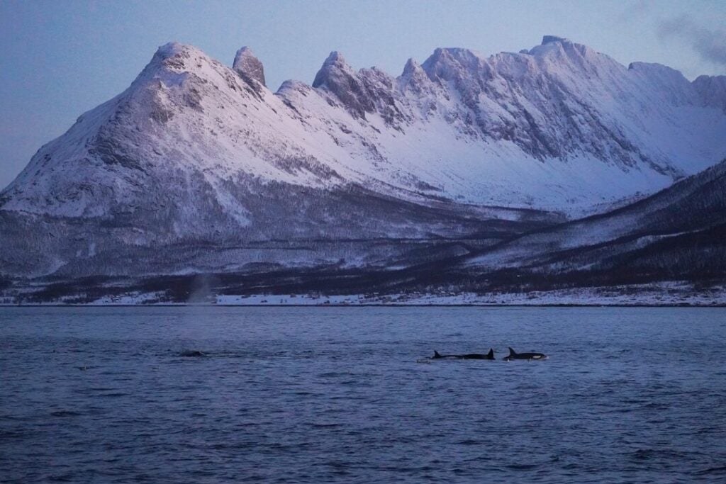 Pod of orcas swimming in the Arctic fjords near Tromsø with the Lyngen Alps in the background
