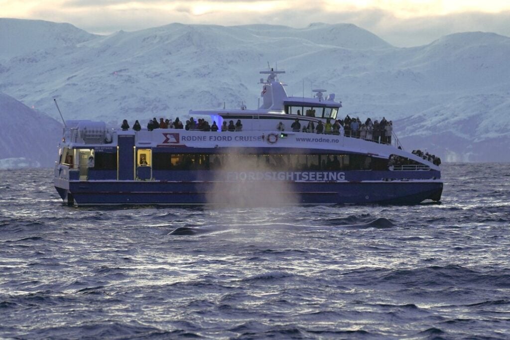Close-up of Rygertroll alongside two humpback whales near Skjervøy, surrounded by calm Arctic waters and snowy mountains.