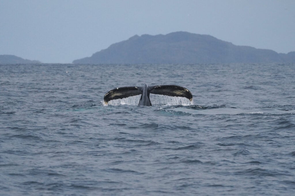 A humpback tail during fjord adventure near Tromsø seen from Rødnes Whale watching safari cruise