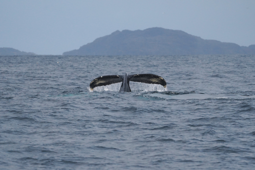 a fin of the humpback whale at the arctic fjords of Tromsø