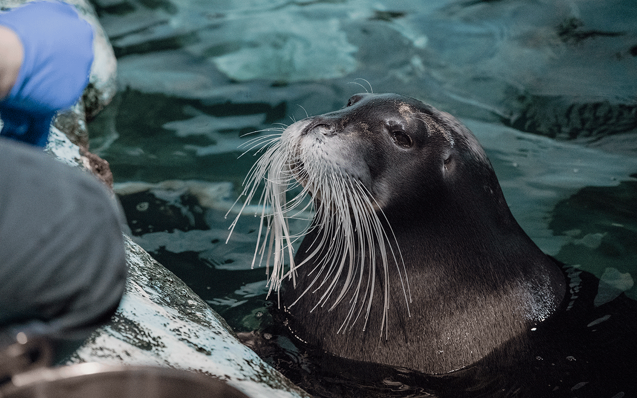 Seal swimming indoors at the Polar Museum in Tromsø while being fed.